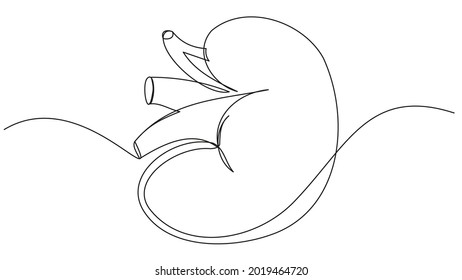 Human Kidney Drawn With One Line. Vector Human Internal Organ. Donation And Treatment Of Diseases.