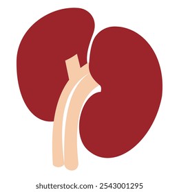 Human kidney in a flat style vector icon illustration. Human internal organ, anatomy, body part.