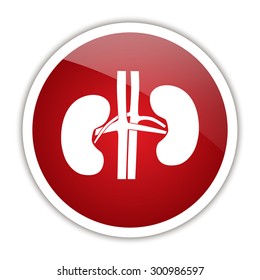 Human Kidney icon.