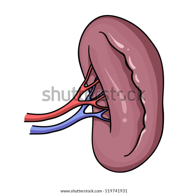 Human Kidney Icon Cartoon Style Isolated Stock Vector (Royalty Free ...