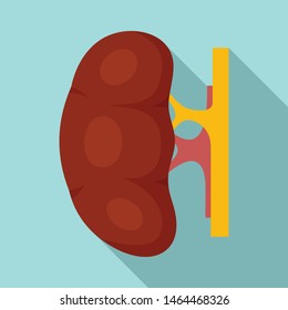 Human kidney icon. Flat illustration of human kidney vector icon for web design