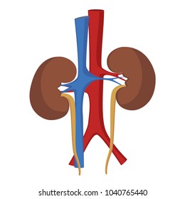 Human kidney icon, the internal organs of man. Vector Illustration.