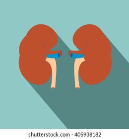 Human kidney icon with shadow