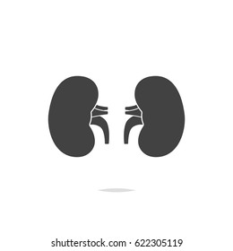 Human kidney icon vector