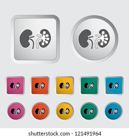 Human Kidney icon. Vector illustration.