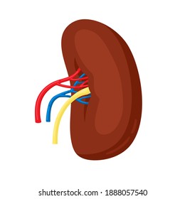 Human kidney illustration in flat style isolated on white background. Spleen internal anatomy, human organ, anatomical vector illustration