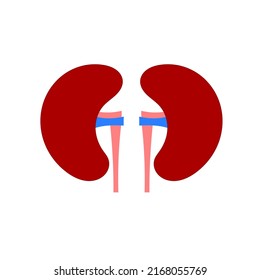 Human kidney illustration. Kidney icon.