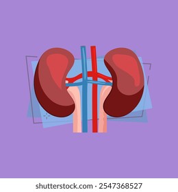 Ilustração do rim humano. Órgão humano, corpo. Conceito de medicamento. Ilustração vetorial pode ser usada para hospital, laboratório, faculdades de medicina e universidades, estudos de anatomia