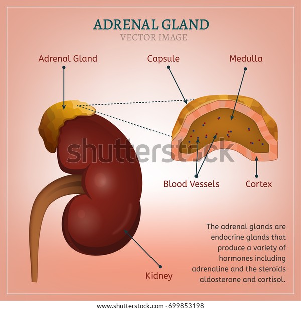 adrenals and kidneys