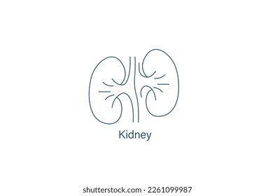 human kidney line art vector illustration 