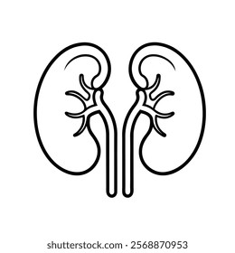 human kidney line art vector on white background