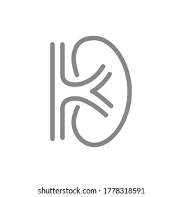 Human Kidney Line Icon. Healthy Internal Organ Symbol