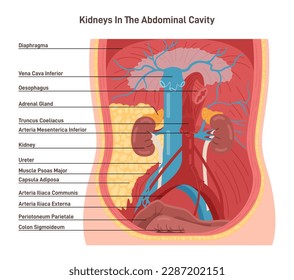 Lage der menschlichen Nieren in der Bauchhöhle. Anatomischer Raum im menschlichen Torso. Anatomie, ausscheidendes System untersucht. Flache Vektorgrafik