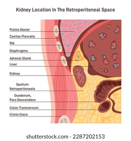 Lage der menschlichen Nieren im Retroperitonealraum. Retroperitoneum anatomischer Raum. Anatomie des menschlichen Körpers, ausscheidendes System untersucht. Flache Vektorgrafik
