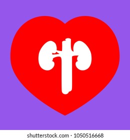 Human kidney medical diagram. Vector. White icon in red heart at lavender background.