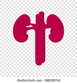 Human kidney medical diagram. Vector. Bordo icon on transparent background.