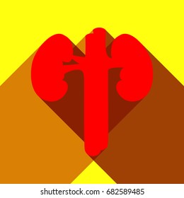 Human kidney medical diagram. Vector. Red icon with two flat reddish shadows on yellow background.