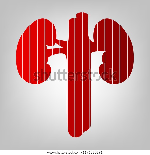 Human kidney medical diagram. Vector. Vertically\
divided icon with colors from reddish gradient in gray background\
with light in center.