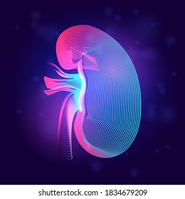 Human kidney medical structure. Outline vector illustration of body part organ anatomy in 3d line art style on neon abstract background