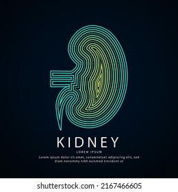 Estructura médica de los riñones humanos. Silueta de color de riñón con logotipo vectorial en un fondo oscuro. Plantilla vectorial del logotipo de la urología adecuada para la organización, la empresa o la comunidad. EPS 10 