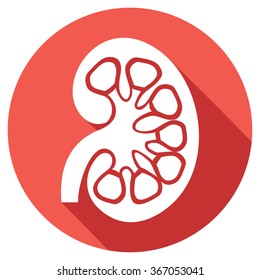 Human Kidney Medicine Anatomy Flat Icon