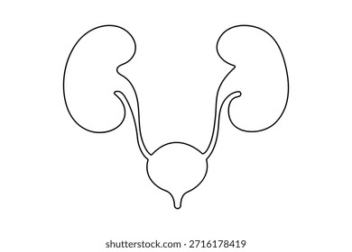 Human kidney organ continuous line drawing minimalist style design isolated outline illustration