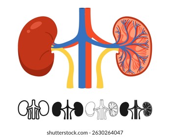 Menschliche Niere in Sektion und ganzer Symbolsatz. Organsymbol für anatomische Nieren auf weißem Hintergrund. Zeichnung menschliche Niere für medizinische, Kinder Bildung einfachen Stil Schild Design Vektorgrafik