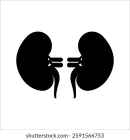 Human kidney silhouette vector image illustration