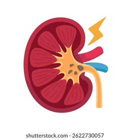 Human kidney structure used for filtering waste in the body. Human anatomy in cartoon style.