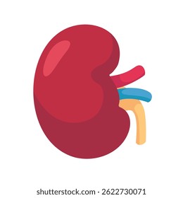 Estrutura renal humana usada para filtrar resíduos no corpo. Anatomia humana em estilo cartoon.