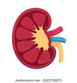 Menschliche Nierenstruktur zur Filterung von Abfällen im Körper. Menschliche Anatomie im Cartoon-Stil.