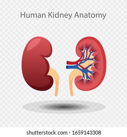 Human Kidney System, Kidney Inside, Kidney Cartoon, Bean shape, Vector illustration. 