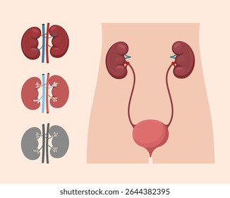 Human kidney and urinary system anatomy diagram. Medical vector illustration ideal for health education or biology.
