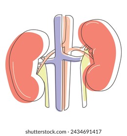 Human kidney urinary system line art drawing.Vector illustration of human vital organs.