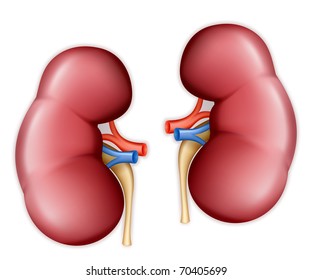 Human Kidney, Vector