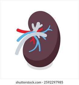"Human Kidney Vector Design Illustration" featuring a detailed representation of the kidney's internal anatomy. Perfect for medical, educational, and healthcare projects. High-quality vector art