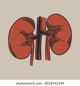 Ilustración dibujada a mano por el vector del riñón humano. Órganos vintage, riñones, uréteres, sistema de excreción. Concepto de diseño de anatomía médica para sus proyectos posters de rehabilitación viral