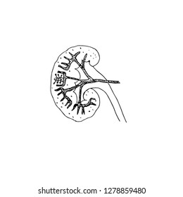 Human kidney. Vector illustration.