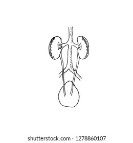Human kidney. Vector illustration.