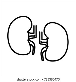 Human kidney vector illustration
