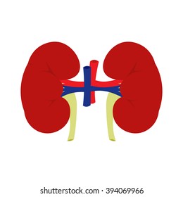 Human kidney vector illustration isolated on a white background