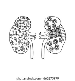 Human kidney zentangle