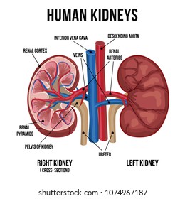 Human kidneys anatomy with description.Vector illustration.