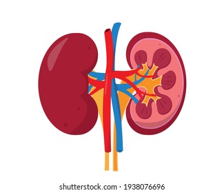 Human kidneys anatomy inside and outside.  Internal organ icon  on white background. Concept of urinary system. Vector illustration. 