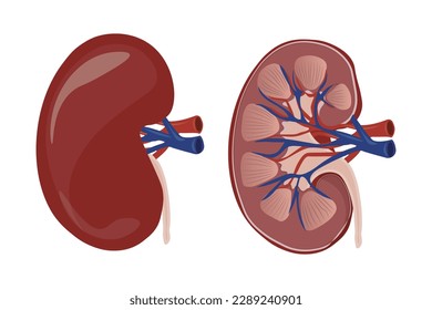 Human kidneys anatomy inside and outside in flat cartoon style, isolated on white background. vector illustration.