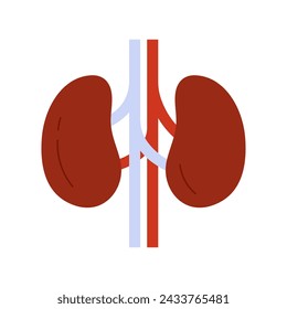 Human kidneys anatomy, internal organ of urinary, endocrine system vector illustration