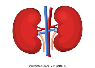 In: Human Kidneys Anatomy. Menschliches inneres Organ. Konzept des endokrinen Systems des Harnsystems. In: World kidney day. Anatomie, Medizin und Gesundheitskonzept. flache Vektorillustration