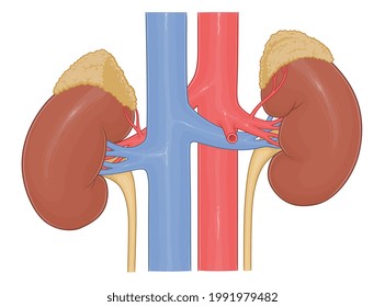 Human kidneys anatomy medical vector illustration.