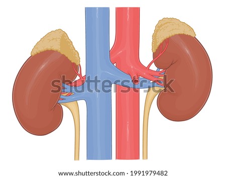 Human kidneys anatomy medical vector illustration.