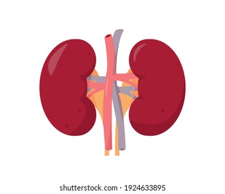 Human kidneys anatomy on white background. Human internal organ icon. Concept of urinary system endocrine system. Vector illustration.